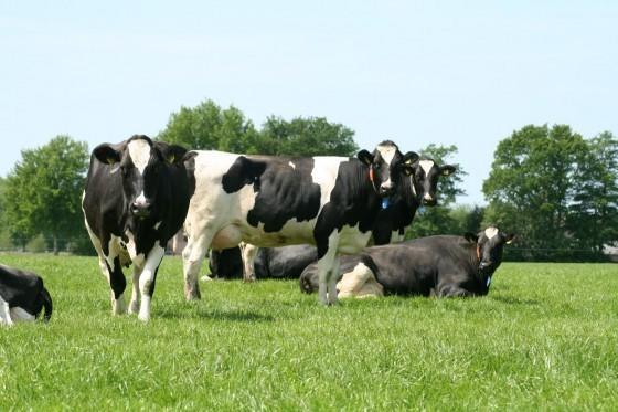Apartmán Stal Zwartschaap Stuifzand Exteriér fotografie